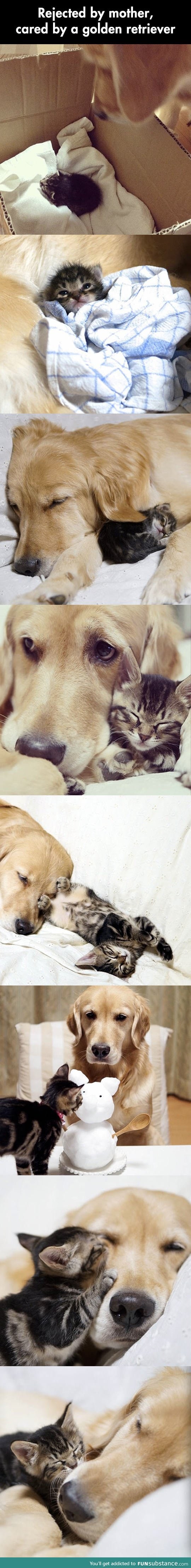 Touching photos of a dog adopting a kitten
