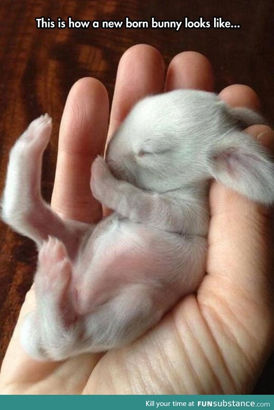 Newborn baby bunny