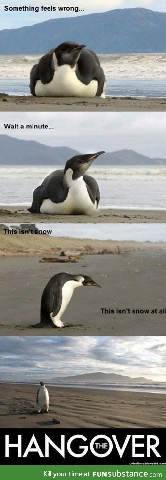 The hangover, penguin edition