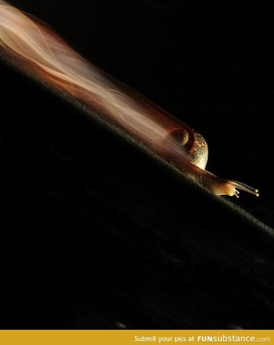 Long exposure of a snail