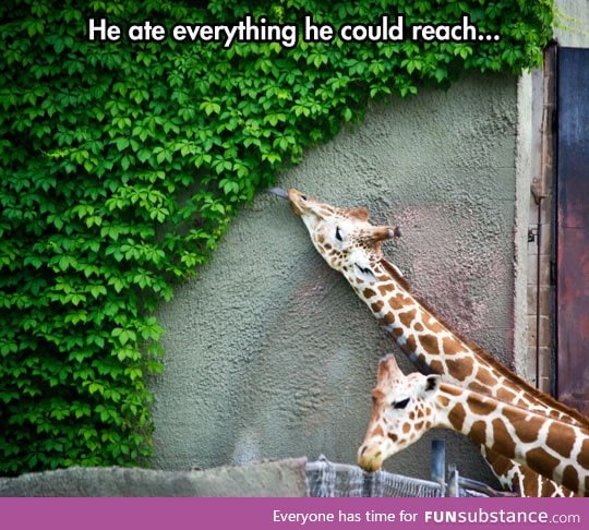 Is all the giraffe could reach