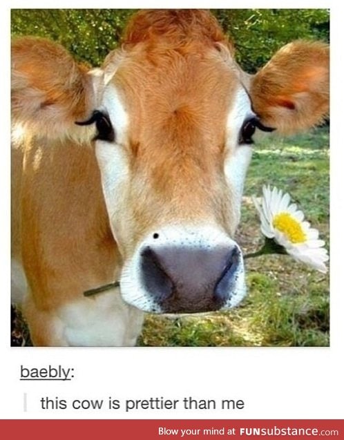 This cow