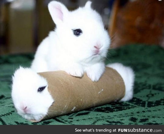 Real bunny roll