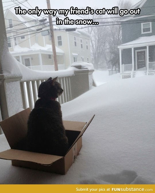 I should buy a sled cat