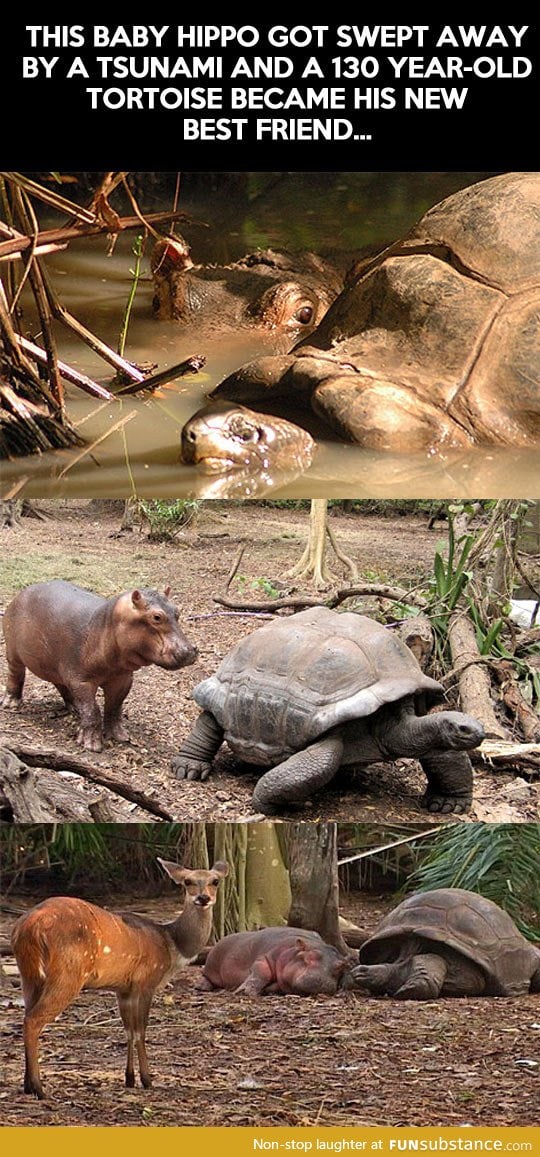 Baby hippo and old tortoise become best friends