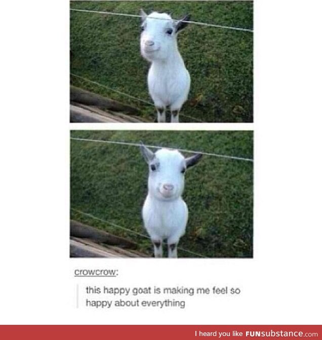 Just a happy goat