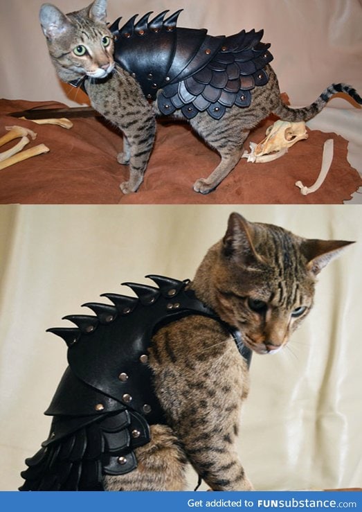 Kitty Armor