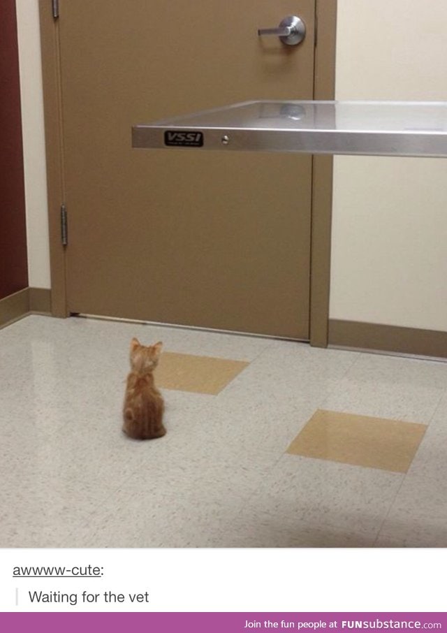 Waiting for the vet