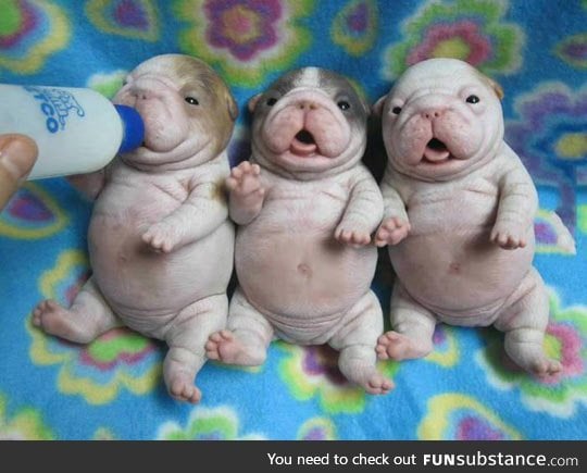 Little fat puppies