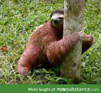 if ever ur having a bad day remember this is how sloths poop