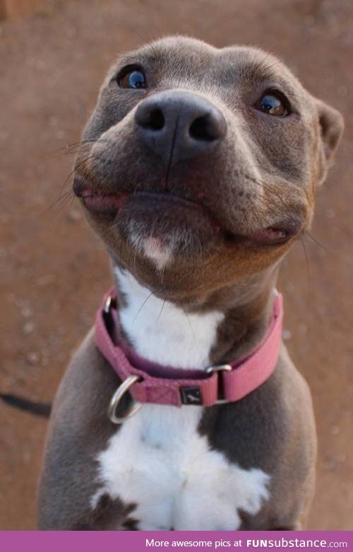 one happy dog