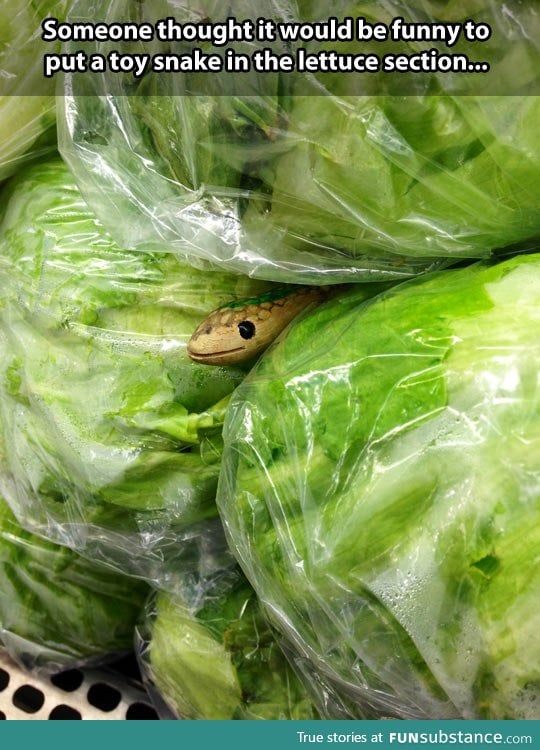 Snake in the lettuce