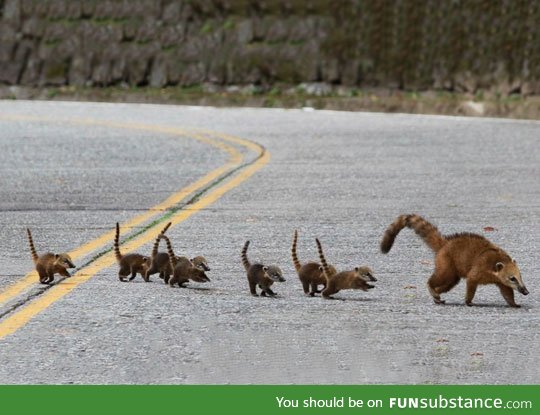 Cute coati family
