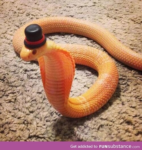 A lovely "sir" snake