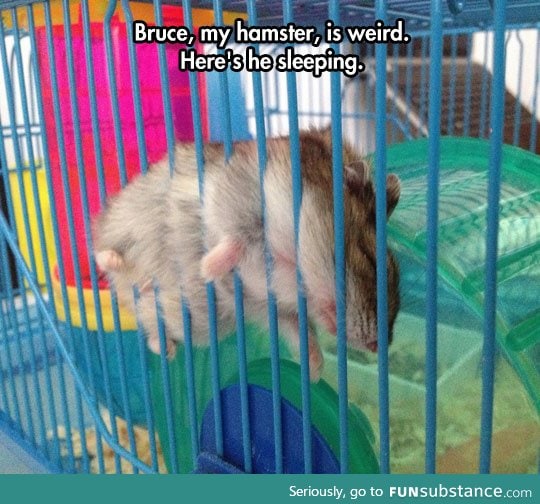 The weirdest hamster