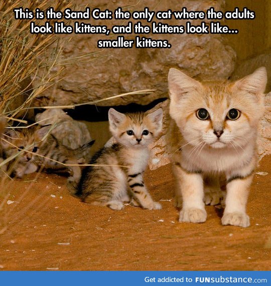 The cute sand cat
