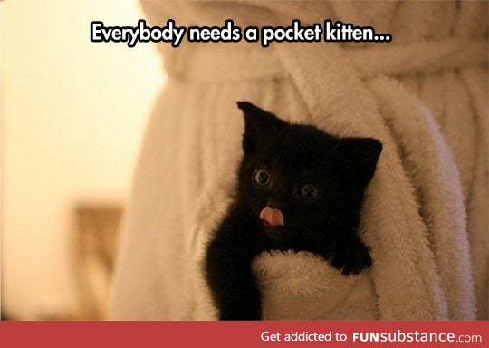 The new and improved pocket kitty