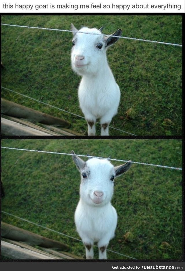 Happy goat