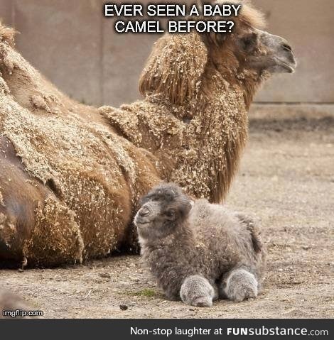 Cute baby camel