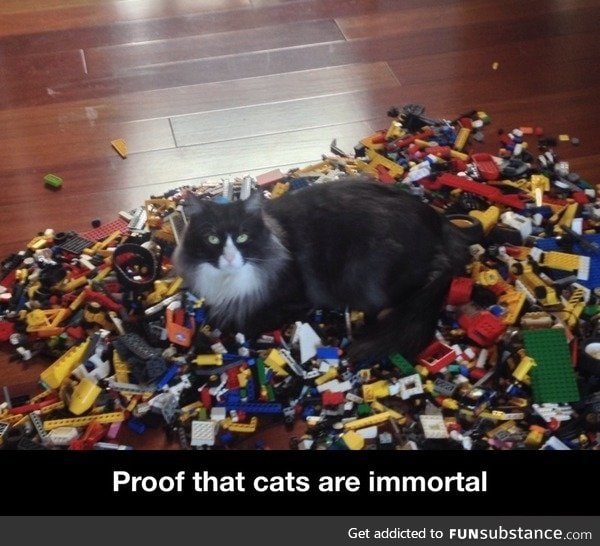Proof that cats are immortal