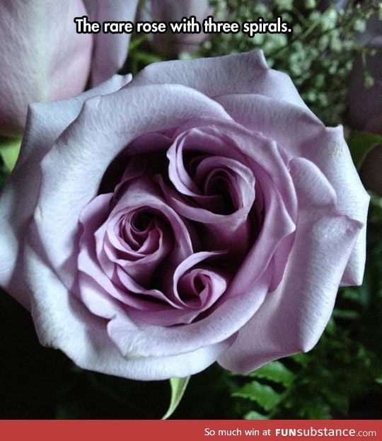 A very unique rose with three spirals