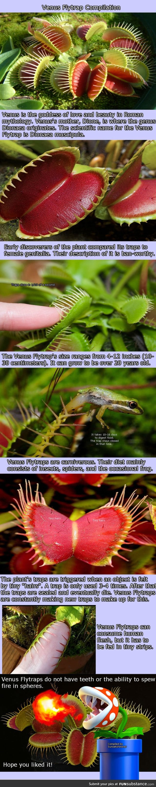 Venus flytrap compilation