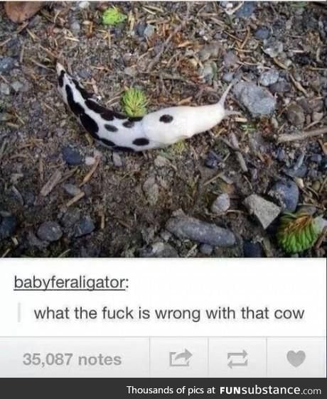 Moo