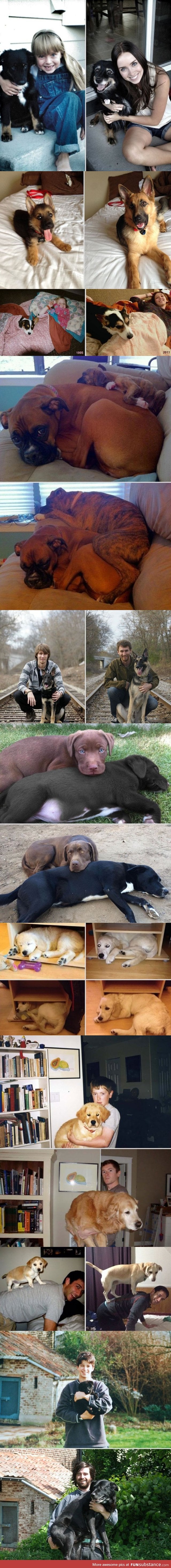 Dogs recreate puppy-hood photos.