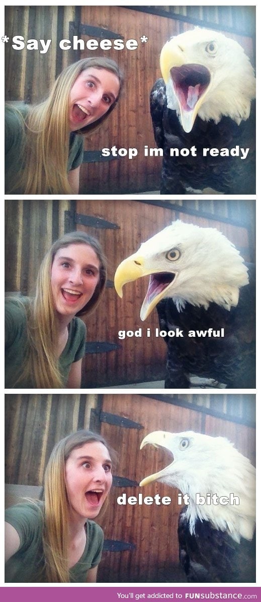 Bald eagle selfie