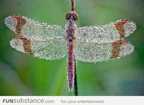Dew drops on dragonfly wings!