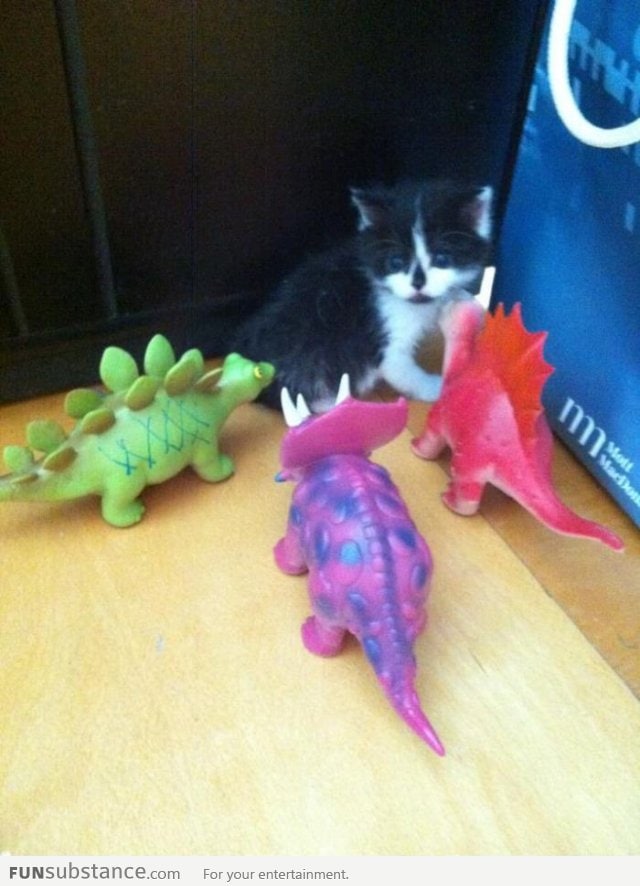 Kitten being bullied by toys