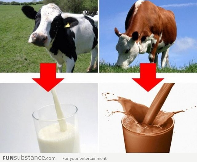 Where I thought chocolate milk came from as a child