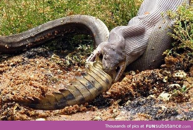 A snake eating a crocodile. Aussie Aussie Aussie!