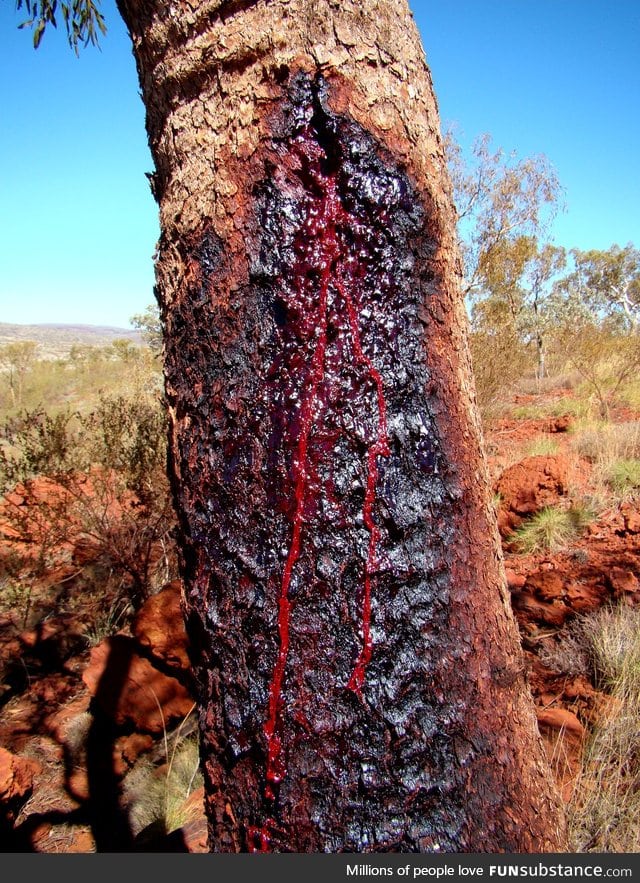 I present to you the Australian bloodwood