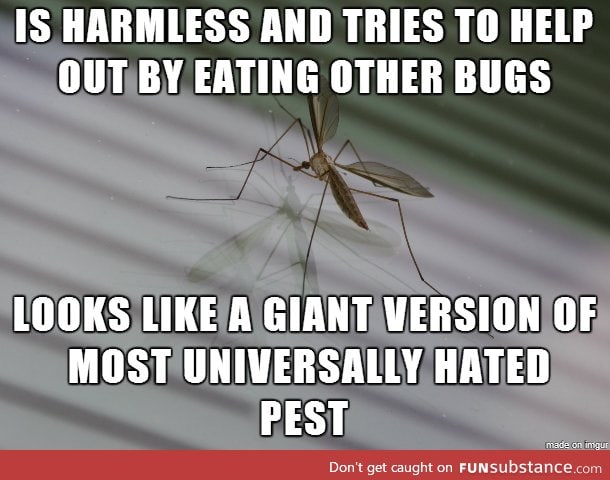 Bad luck cranefly