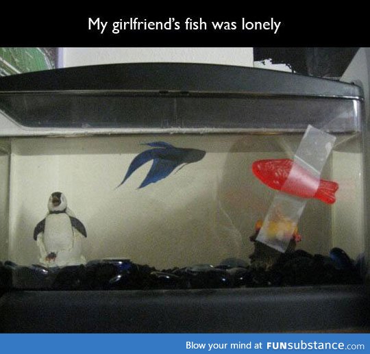 How to make your fish less lonely