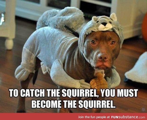 Squirrel's will never suspect a thing