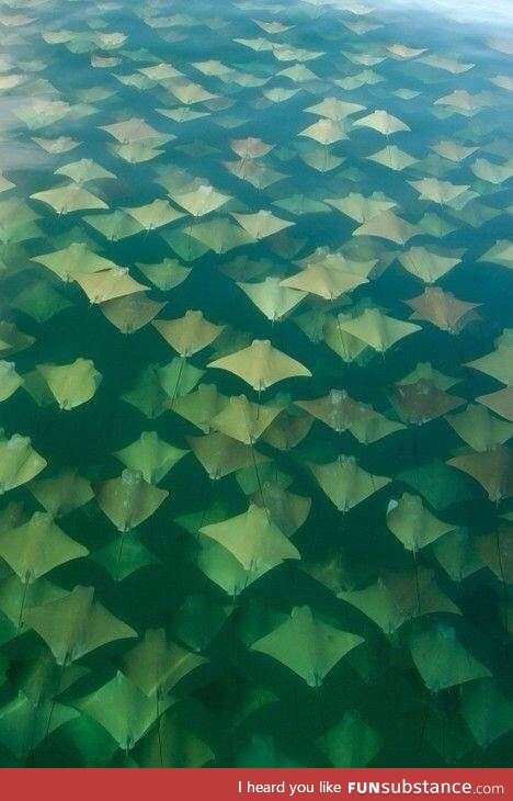 A stingray migration really is something else