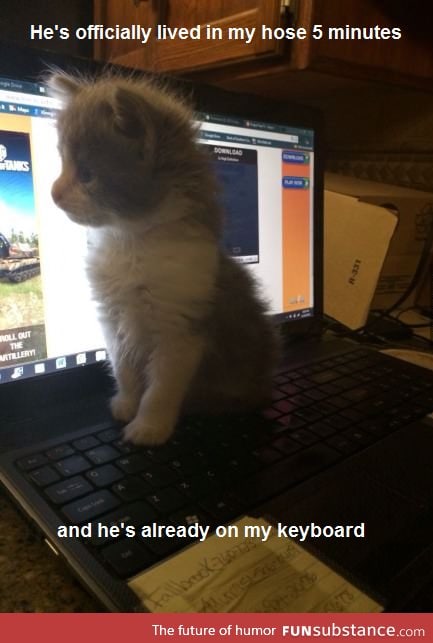 Kitten are attracted to keyboard