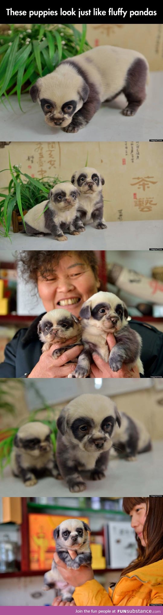 Chinese puppies imitate pandas