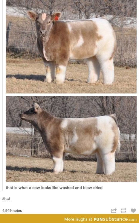 Blow dried cow