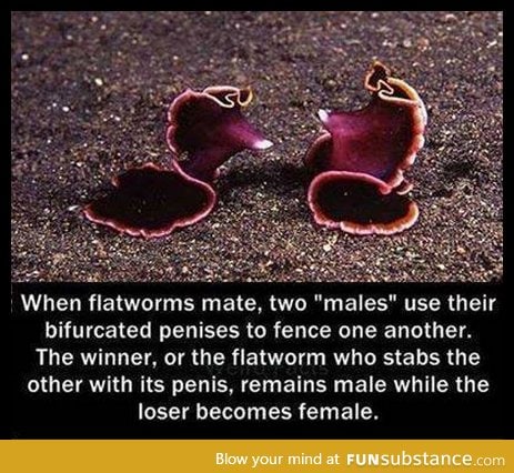 How flatworms mate