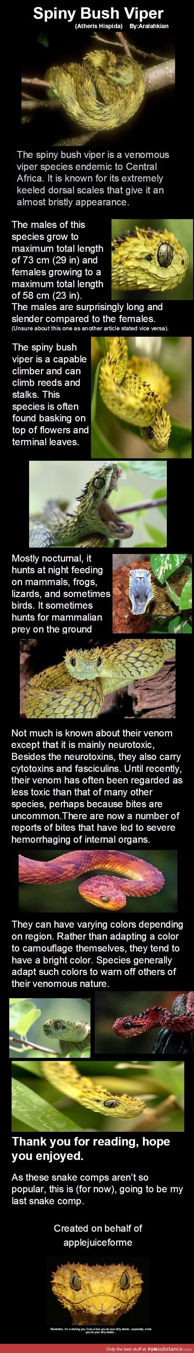 Facts about the spiny bush viper snake