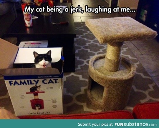 Cats Always Find a Way To Get In Your Nerves