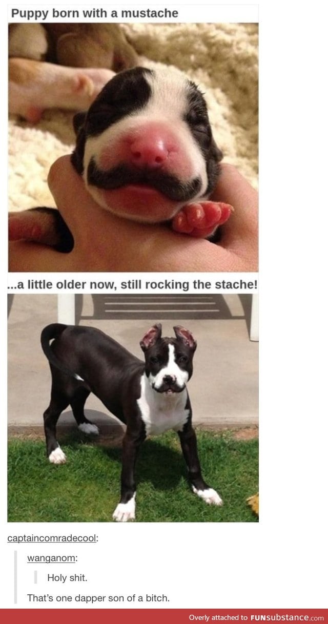 Moustache pup