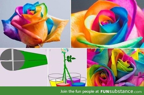 How to make a rainbow rose
