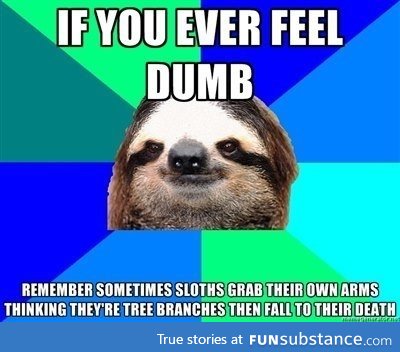 Sloths are dumb