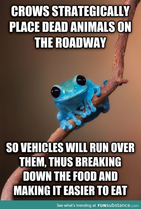 Roadkill fun fact frog!