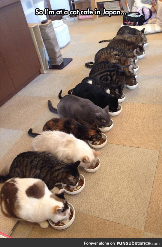 Cat cafe in japan