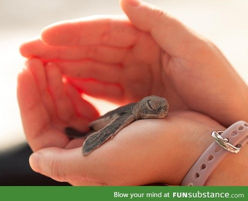 Baby turtle